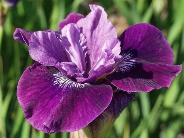 Varieties and varieties of irises with photos and names