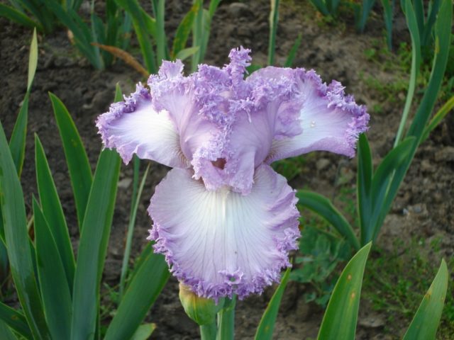 Varieties and varieties of irises with photos and names