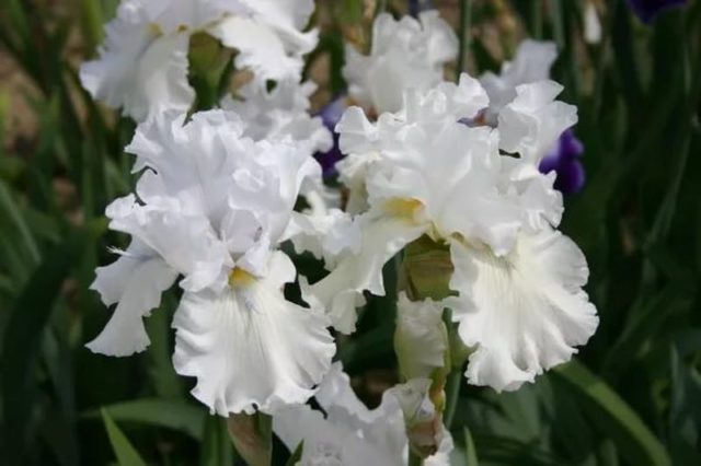 Varieties and varieties of irises with photos and names