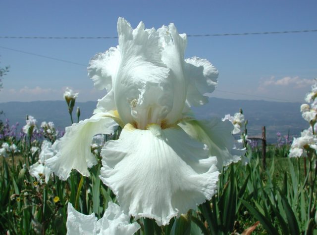 Varieties and varieties of irises with photos and names