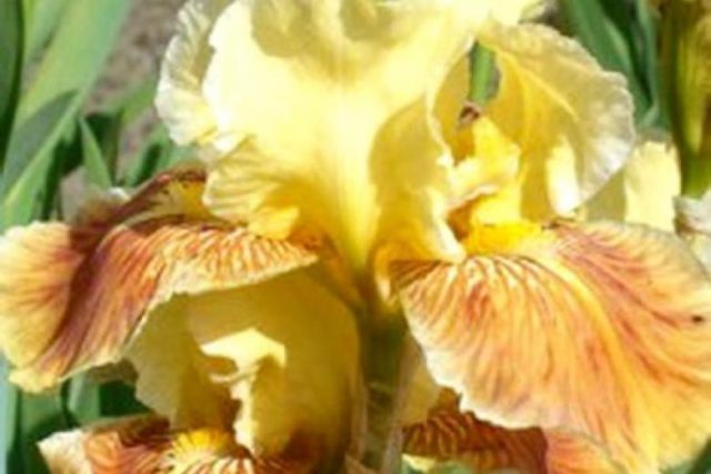 Varieties and varieties of irises with photos and names