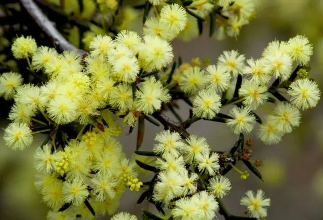 Varieties of acacia: photos and names