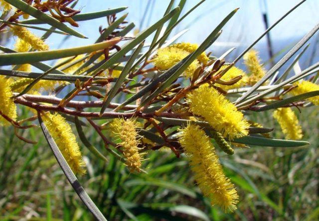 Varieties of acacia: photos and names