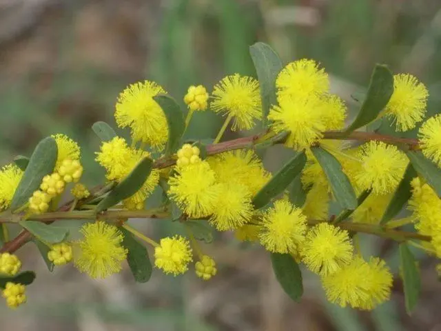 Varieties of acacia: photos and names