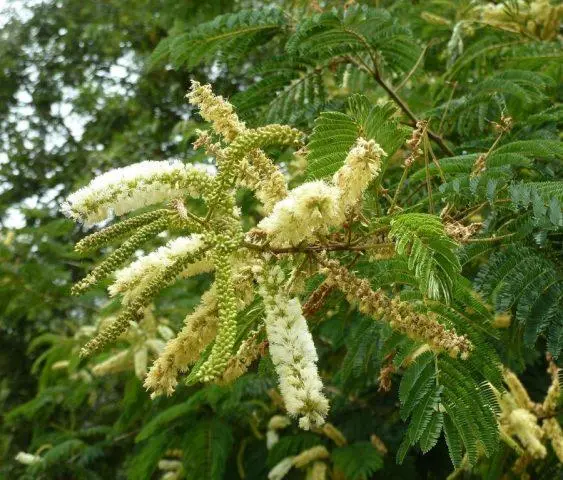 Varieties of acacia: photos and names