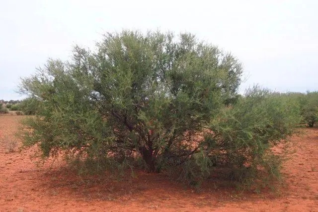 Varieties of acacia: photos and names