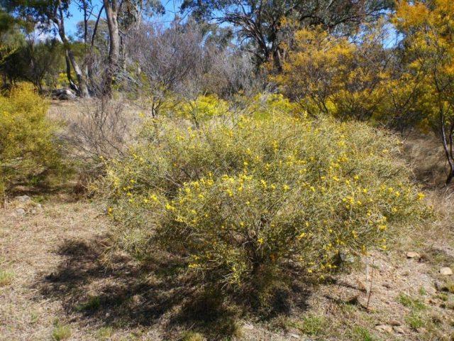 Varieties of acacia: photos and names