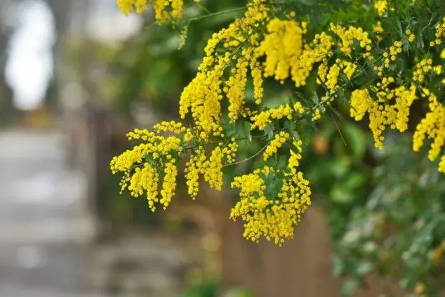 Varieties of acacia: photos and names