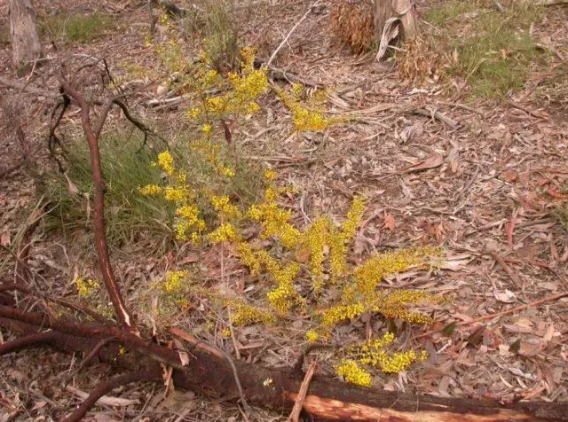 Varieties of acacia: photos and names