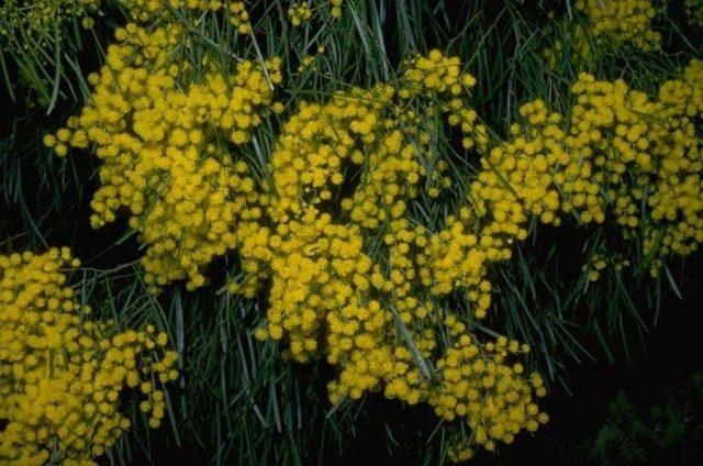 Varieties of acacia: photos and names