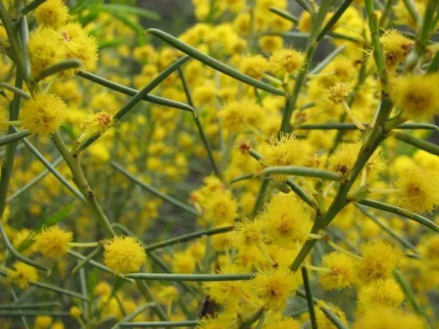 Varieties of acacia: photos and names