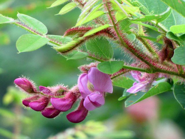 Varieties of acacia: photos and names