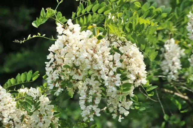 Varieties of acacia: photos and names