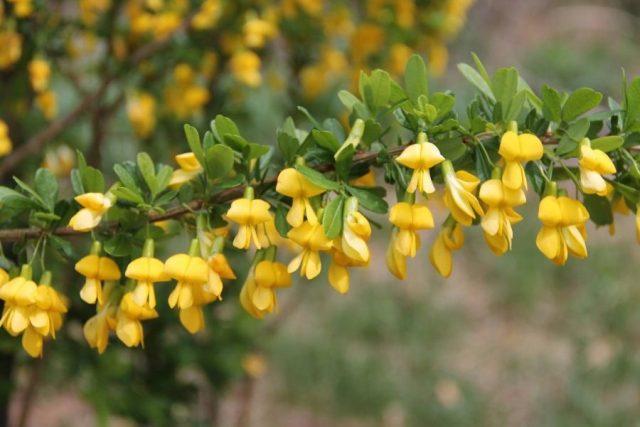 Varieties of acacia: photos and names