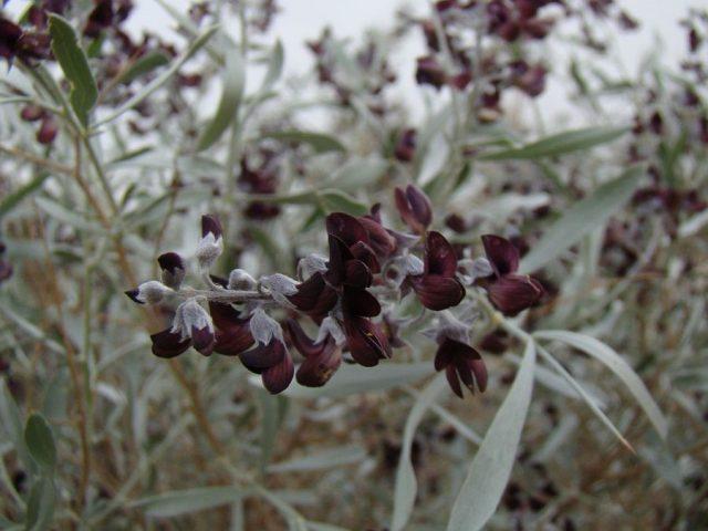 Varieties of acacia: photos and names