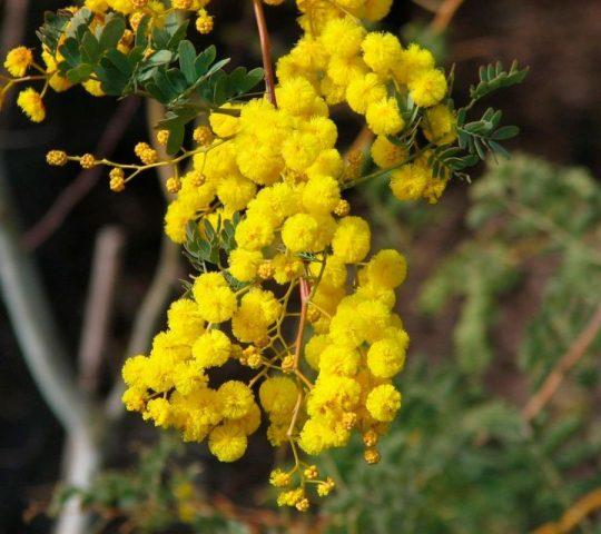 Varieties of acacia: photos and names