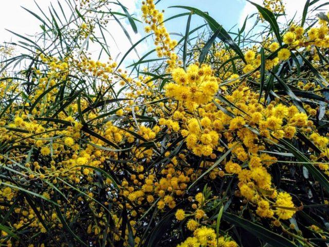 Varieties of acacia: photos and names