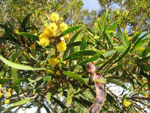 Varieties of acacia: photos and names