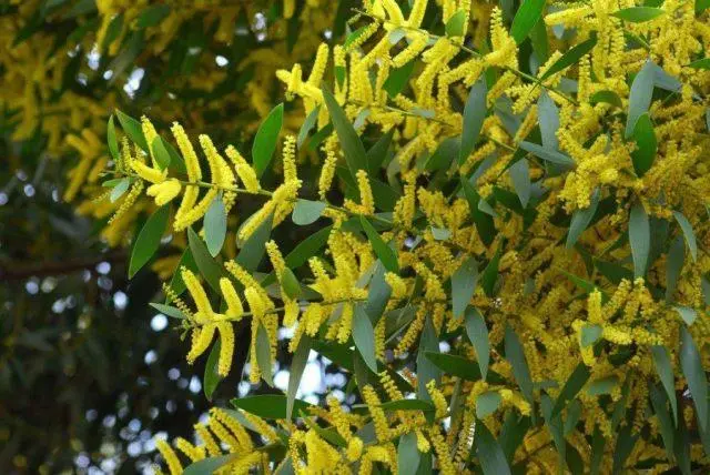 Varieties of acacia: photos and names