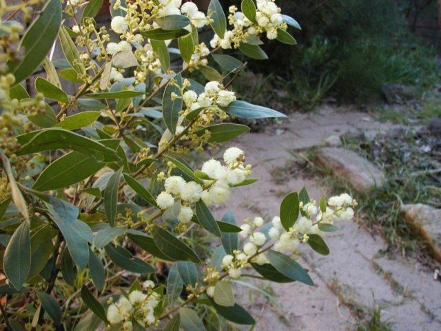 Varieties of acacia: photos and names