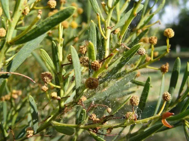 Varieties of acacia: photos and names