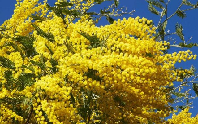 Varieties of acacia: photos and names