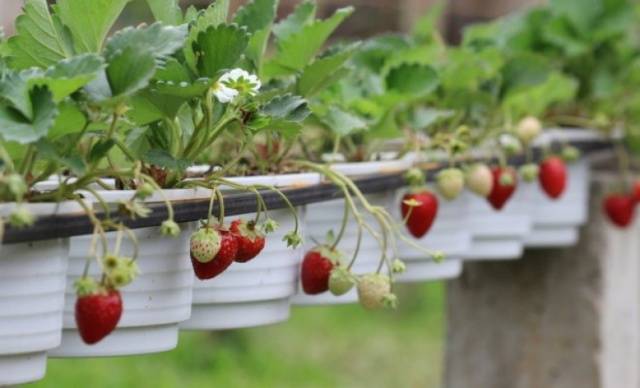 Varieties of ampelous strawberries