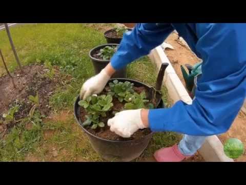 Varieties of ampelous strawberries