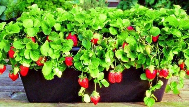 Varieties of ampelous strawberries