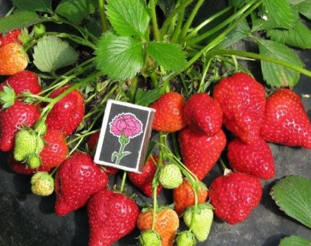 Varieties of ampelous strawberries