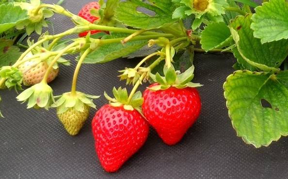 Varieties of ampelous strawberries