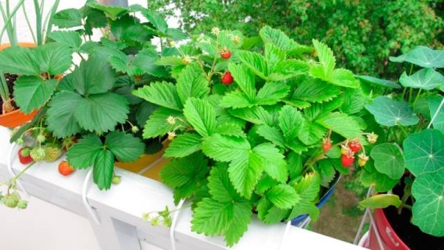 Varieties of ampelous strawberries