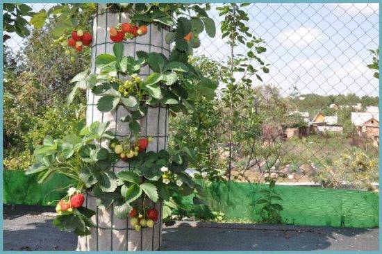 Varieties of ampelous strawberries