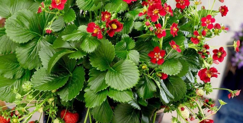 Varieties of ampelous strawberries