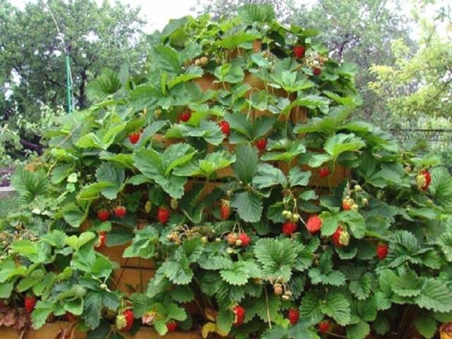 Varieties of ampelous strawberries