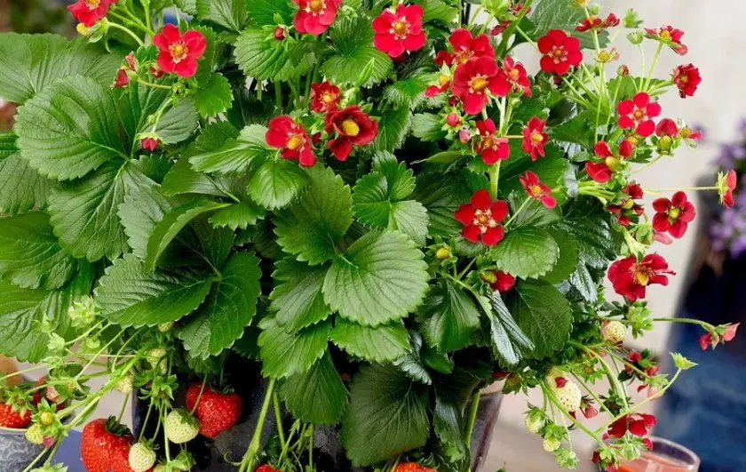 Varieties of ampelous strawberries