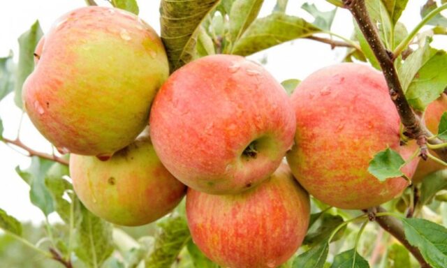 Varieties of apples for central Our Country: sweet, tasty, best, summer, early