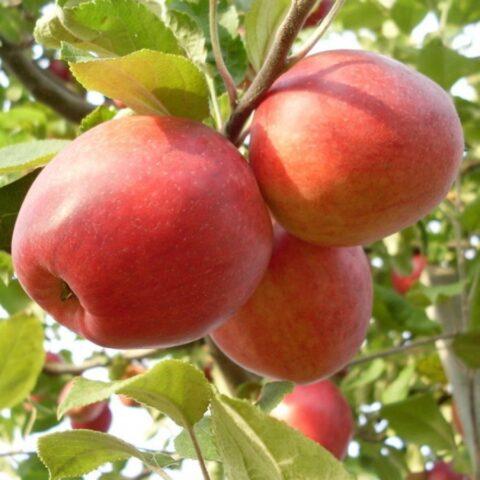 Varieties of apples for central Our Country: sweet, tasty, best, summer, early