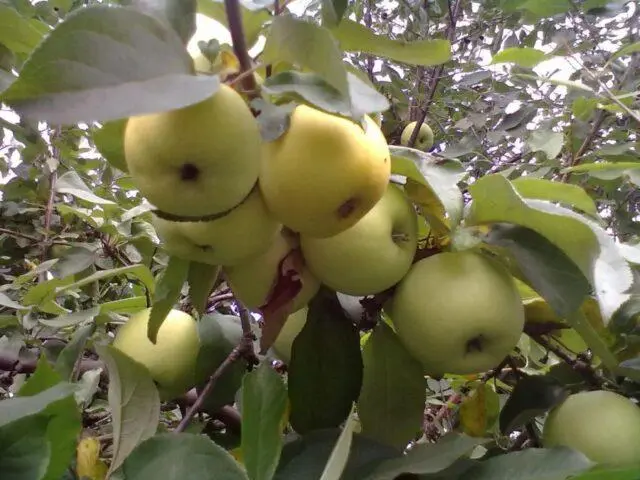 Varieties of apples for central Our Country: sweet, tasty, best, summer, early