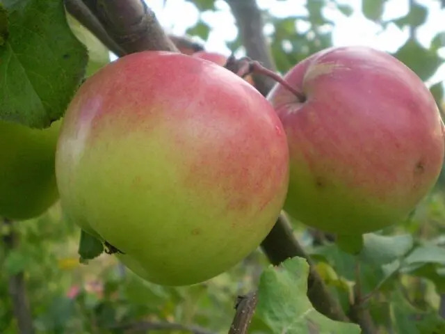 Varieties of apples for central Our Country: sweet, tasty, best, summer, early