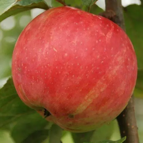 Varieties of apples for central Our Country: sweet, tasty, best, summer, early