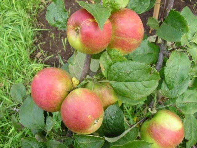 Varieties of apples for central Our Country: sweet, tasty, best, summer, early