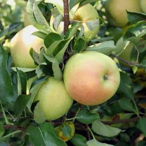 Varieties of apples for central Our Country: sweet, tasty, best, summer, early