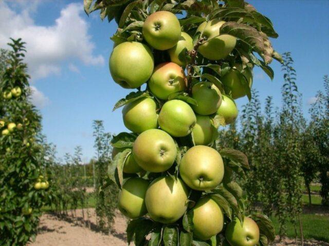 Varieties of apples for central Our Country: sweet, tasty, best, summer, early