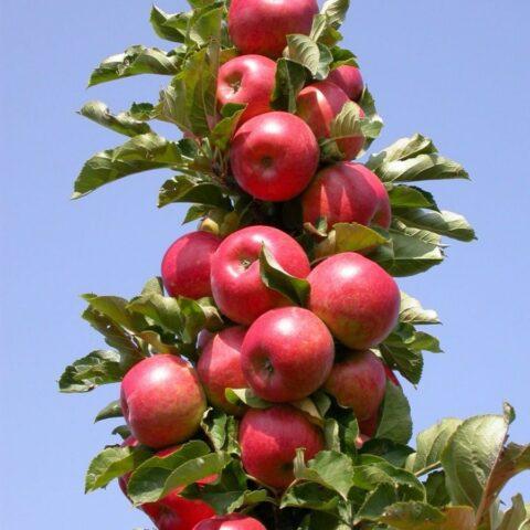 Varieties of apples for central Our Country: sweet, tasty, best, summer, early