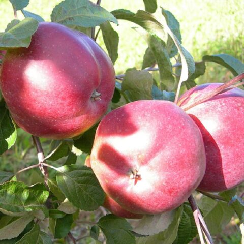 Varieties of apples for central Our Country: sweet, tasty, best, summer, early