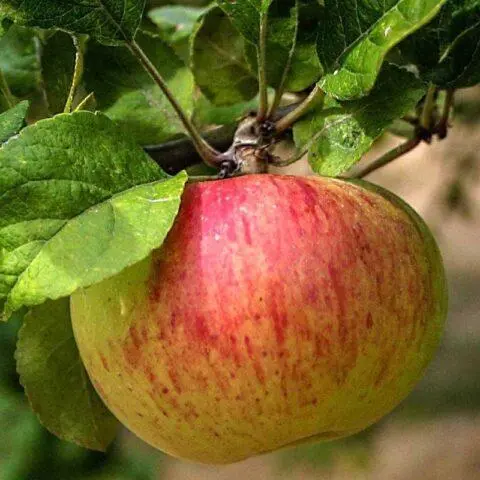 Varieties of apples for central Our Country: sweet, tasty, best, summer, early