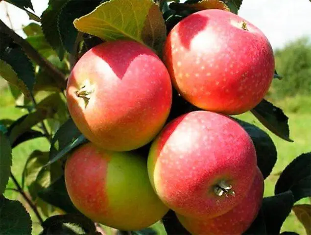 Varieties of apples for central Our Country: sweet, tasty, best, summer, early