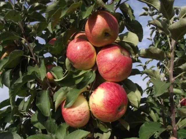 Varieties of apples for central Our Country: sweet, tasty, best, summer, early