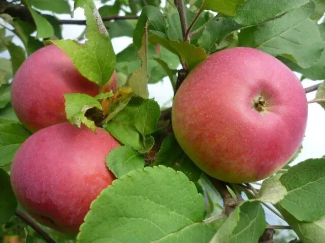 Varieties of apples for central Our Country: sweet, tasty, best, summer, early